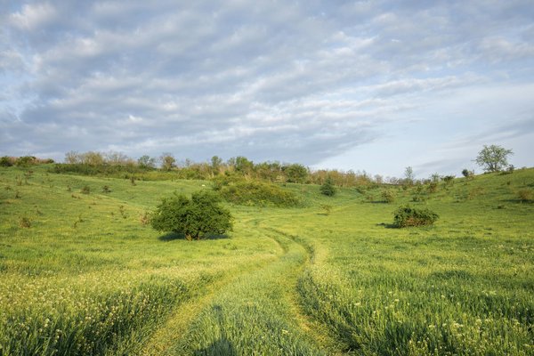 Où trouver les meilleures excursions pour observer les manchots en Antarctique?